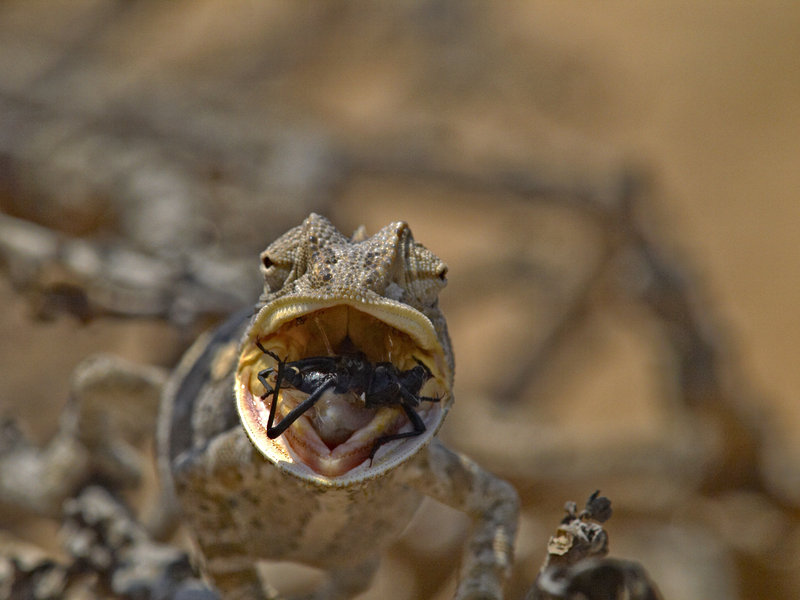 Swakopmund, Chameleon, Tok-Tokkie